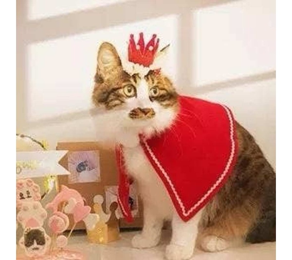 Merry Christmas Crown for pets -