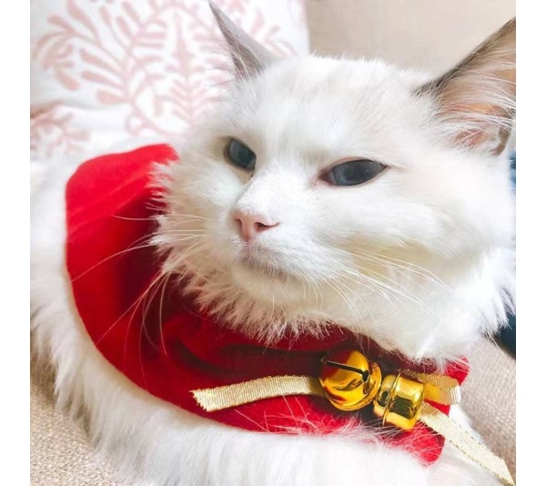 Red/White - Merry Christmas Pets Beautiful Clothes -  Medium