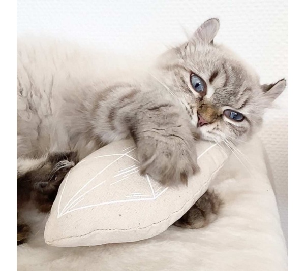 Natural Canvas - Chouchou