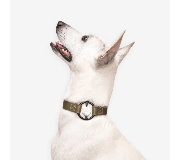 Martini Olive - All Eyes On Me Collar - S