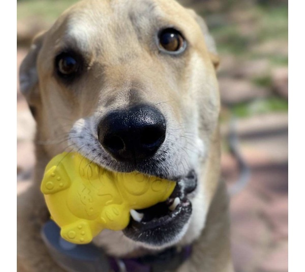 Yellow - Honey Bear Treat Dispenser  - Medium