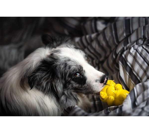 Yellow - Honey Bear Treat Dispenser  - Medium