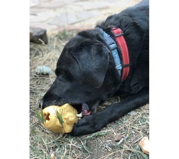 Gold - MKB Doggie Pharaoh Durable Chew Toy & Treat Dispenser  - Medium