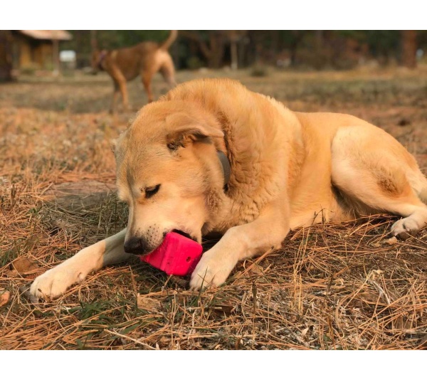 Green - MKB Surf's Up! Retro Van  Durable Chew Toy & Treat Dispenser