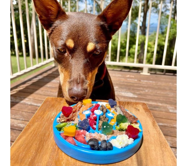 Blue - Nylon eCoin Durable Enrichment Snacking Coin