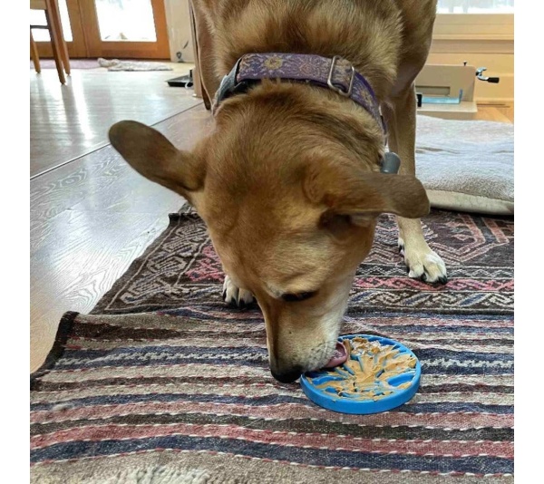 Blue - Nylon eCoin Durable Enrichment Snacking Coin