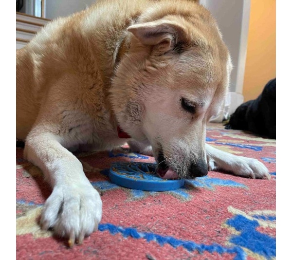 Blue - Nylon eCoin Durable Enrichment Snacking Coin