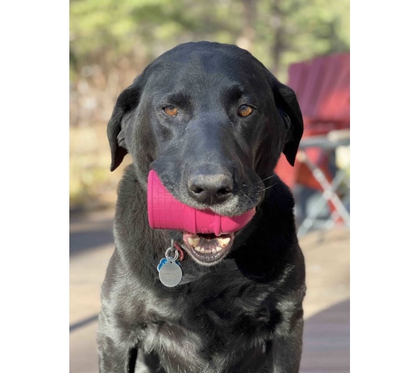 Pink - SP Ice Cream Cone Durable Rubber Chew Toy and Treat Dispenser - Medium