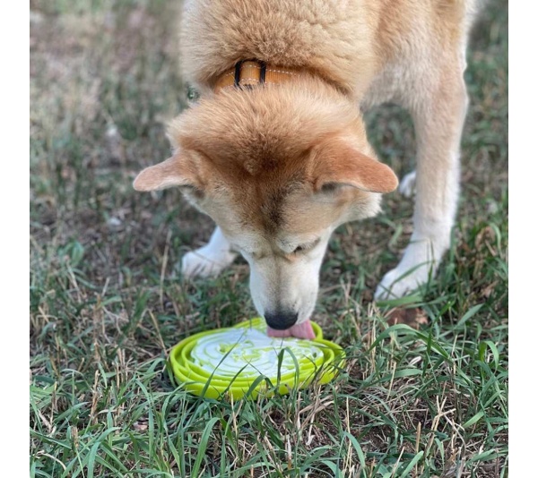 Green  - Water Frog Design eTray Enrichment Tray for Dogs