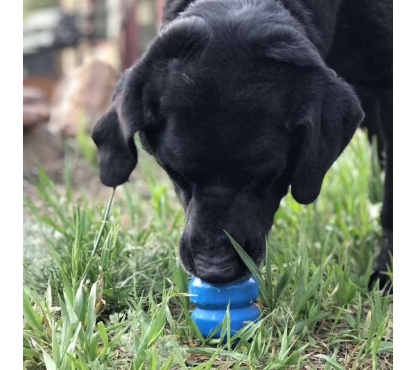 Blue - ID Double Trouble Durable Rubber Chew Toy and Treat Dispenser  - Large