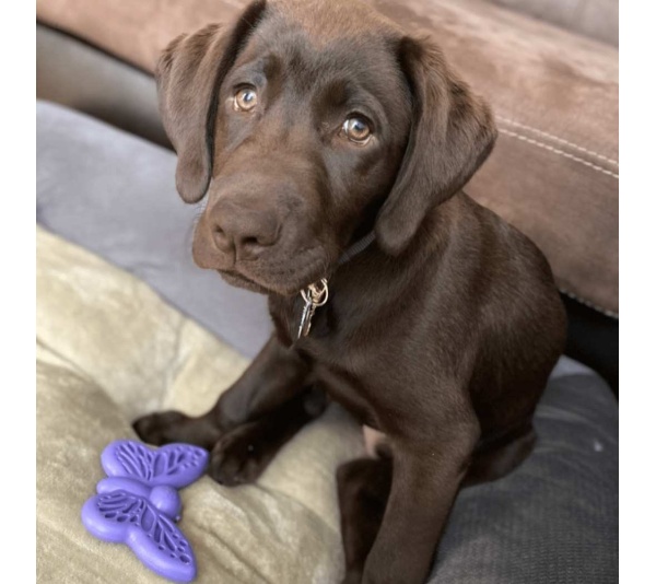 Purple - SP Butterfly Chew and Enrichment Toy