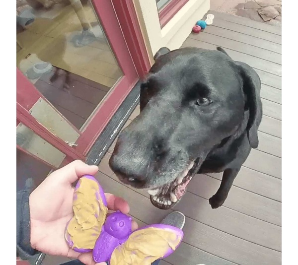 Purple - SP Butterfly Chew and Enrichment Toy