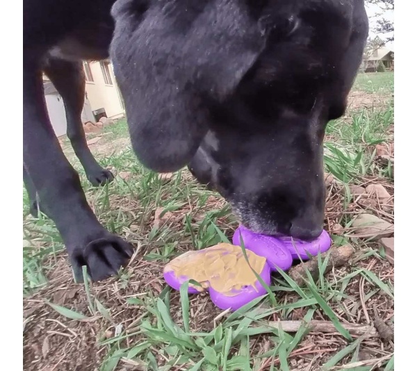 Purple - SP Butterfly Chew and Enrichment Toy