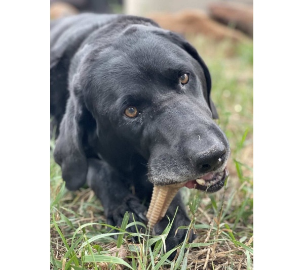 Brown - SP Honey Bone  Dental Tower Ultra Durable Nylon Dog Chew Toy for Aggressive Chewers - Large