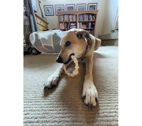 SP Honey Bone Chicken Flavored Teething Ring for Aggressive Chewers