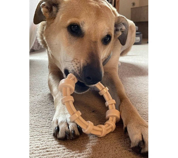 SP Honey Bone Chicken Flavored Teething Ring for Aggressive Chewers