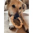 SP Honey Bone Chicken Flavored Teething Ring for Aggressive Chewers