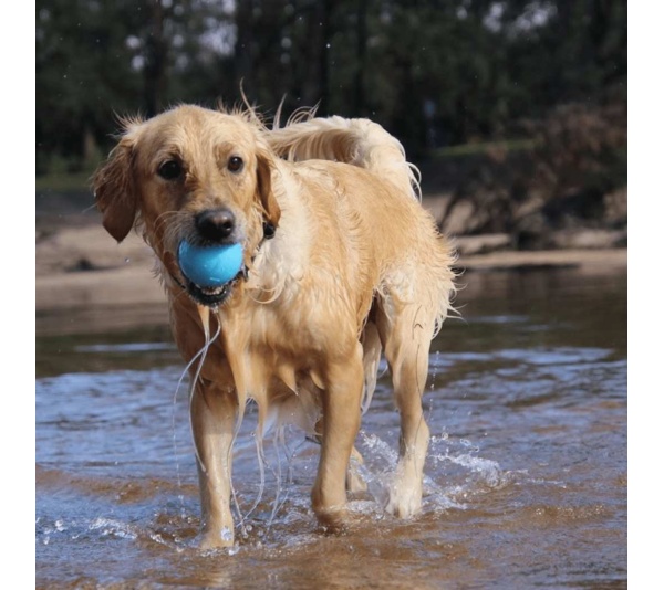 Blue - SP Wag Ball Ultra Durable Synthetic Rubber Chew Toy & Floating Retrieving Toy - Large