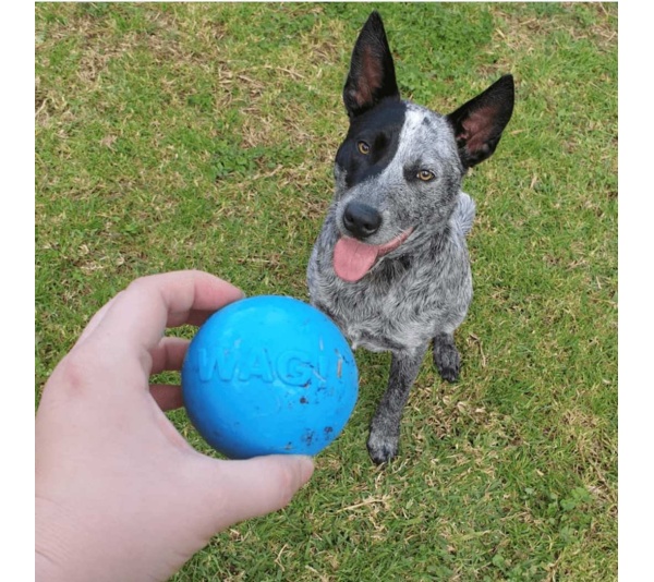 Blue - SP Wag Ball Ultra Durable Synthetic Rubber Chew Toy & Floating Retrieving Toy - Large