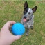 Blue - SP Wag Ball Ultra Durable Synthetic Rubber Chew Toy & Floating Retrieving Toy - Large