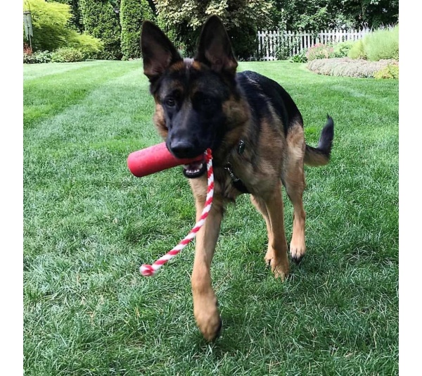 Red - USA-K9 Firecracker Durable Rubber Floating Training Dummy  - Large