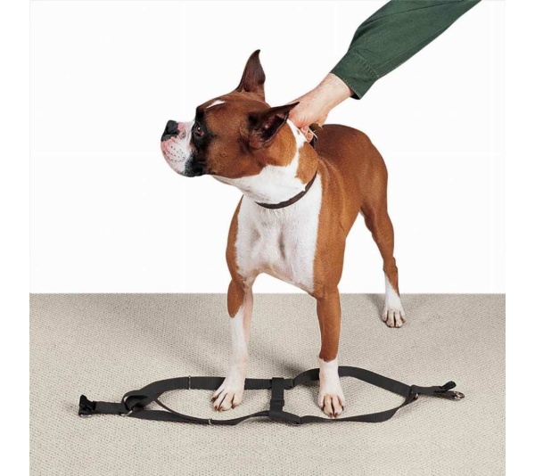 Black - CC Nylon 2 Step Harness 9-15In Blk - 9-15in