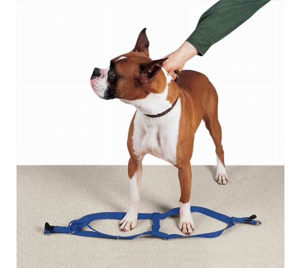 Royal Blue - CC Nylon 2 Step Harness 9-15In Blu - 9-15in