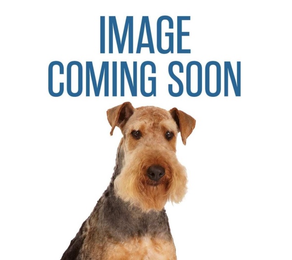 Lamb Chop 10.5in - 10.5in