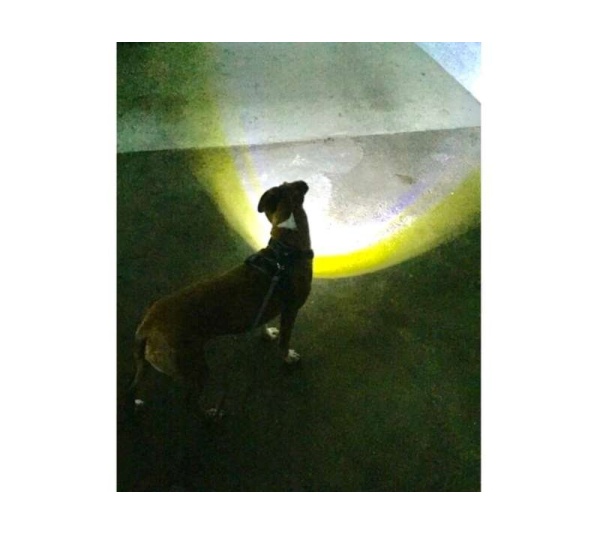 Black - Headlight Harness, Dog Harness with Built In LED Light - Large