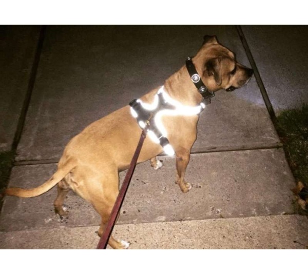 Orange - Headlight Harness, Dog Harness with Built In LED Light - Small