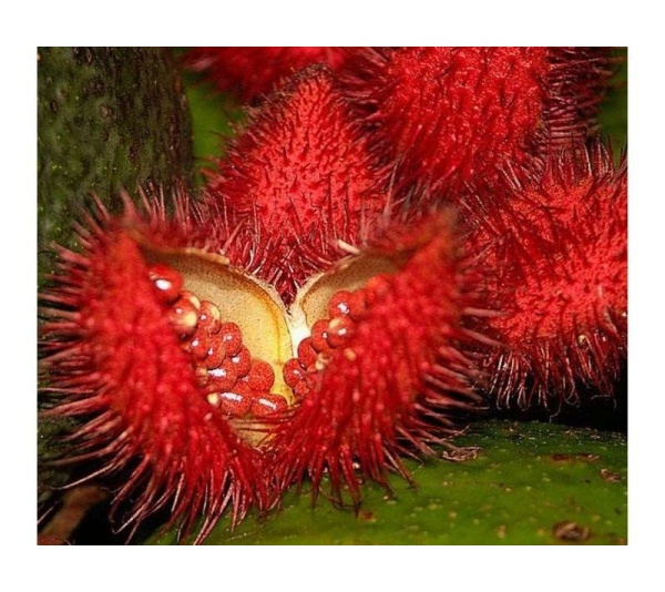 Achiote Powder - Urinary, Bladder & Probiotic Digestive Support* The Petz Kitchen - 8 Oz