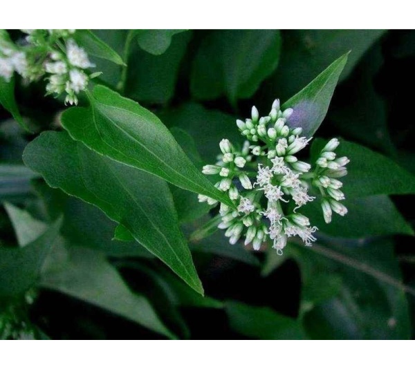 Cipo Cabeludo Powder - Prostate & Urinary Tract Disorder Support* - 4 Oz