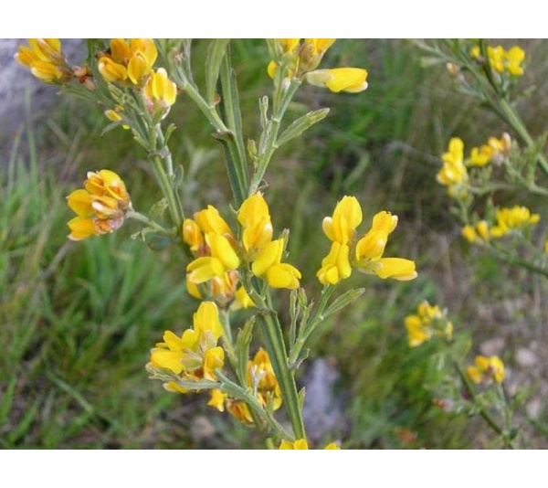 Digestion Support Meal Topper For Adult & Senior Dogs* - 4 oz.