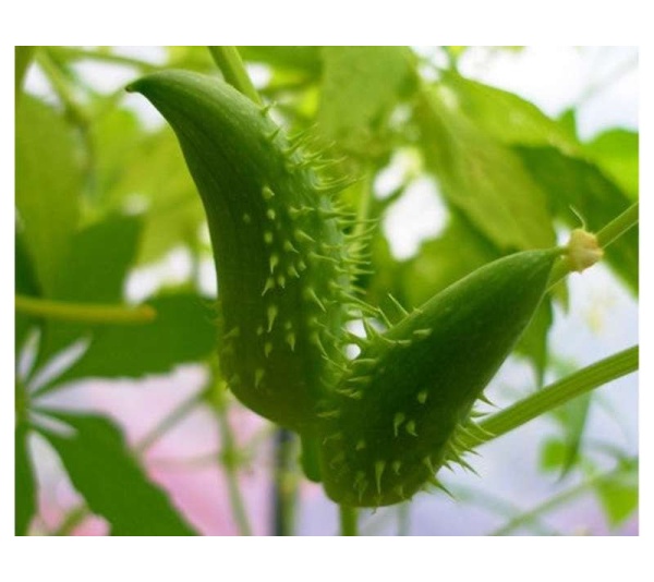 Don'T Go Breaking My Heart Cholesterol, Blood Pressure & Cardiac Support* - CAT/ 150 caps / 250 mg.