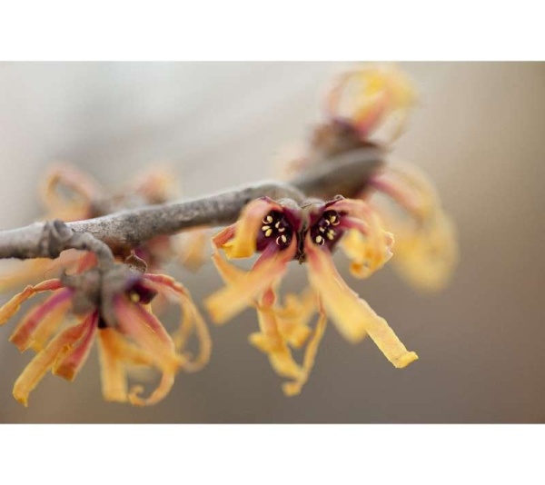 Easy Flow Keep Moving & Grooving - Vein, Circulation & Heart Support* - DOG / 250 caps /  500 mg