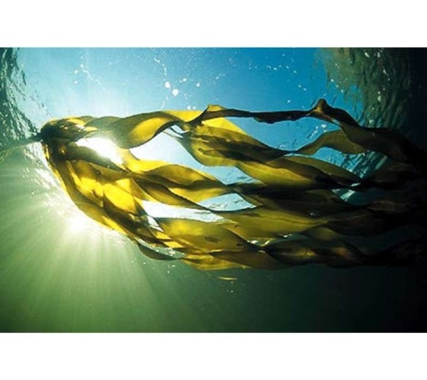 Gland Candy Omega 3 & 6 Lymphatic, Weight & Probiotic Immune Support * - DOG/ 90 caps / 500 mg.