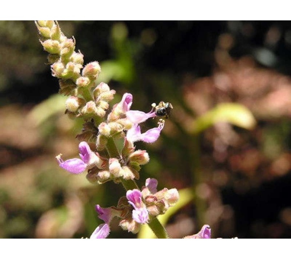 Hepa Protect Max Capsules - Liver, Kidney, Bladder & Gall Bladder Support & Cleanse* - CAT / 90 caps / 250 mg