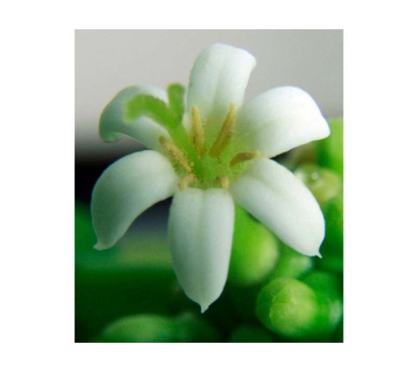 I Cellebrate Life Max - Antioxidant Cellular Boost + Adjunctive Lipoma Support* - DOG/ 90 caps / 500 mg