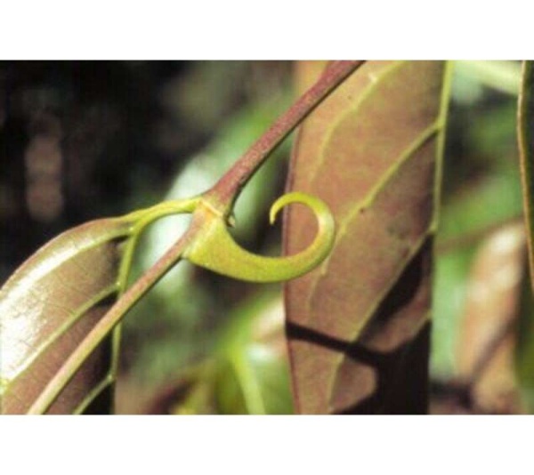 Joint Ease Max Super Dog Super Cat Maximum Strength Hip Joint & Inflammation Support* - CAT / 150 caps / 300 mg