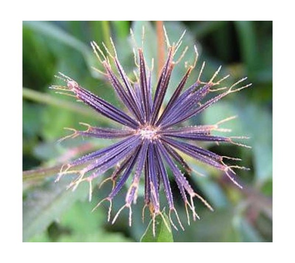 Life'S An Itch Capsules - Respiratory, Allergy & Skin Support* Capsules For Dogs & Cats* - Dog 90 capsules - 600 mg. Turkey Flavor