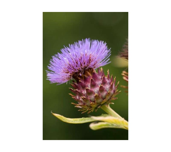 Love Your Liver Liver, Kidney, Gall Bladder & Digestive Support* - CAT/ 90 caps / 250 mg.