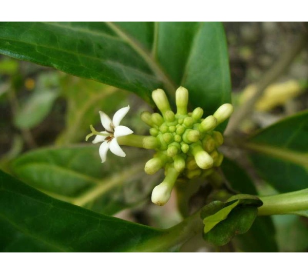 Lumps And Bumps Capsules - Irregular Tissue Support* For Dogs And Cats* - DOG 90 Capsules 450 mg.