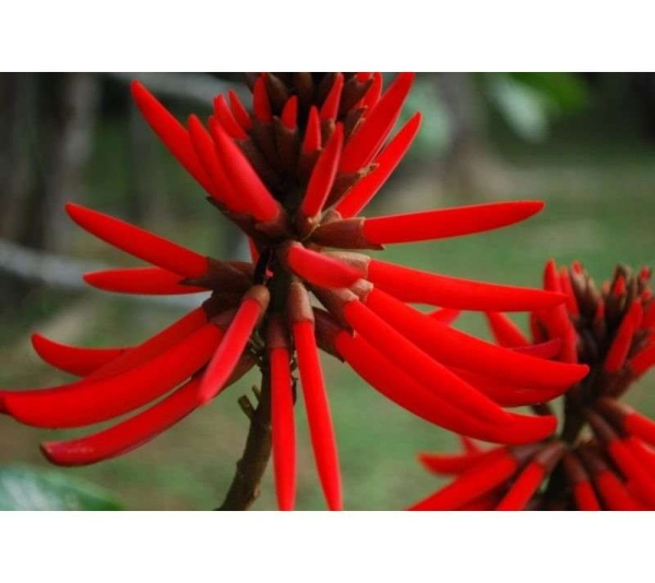 Mulungu Powder - Anxiety Stress Sleep Gaba & Cns Support* The Petz Kitchen - Organic Human Grade Ingredients For Home Prepared Meals & Treats - 4 Oz