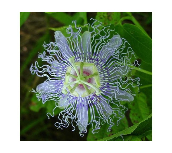 Passion Flower - Mood Anxiety Stress Sedative & Pain Support* - The Petz Kitchen - 4 Oz