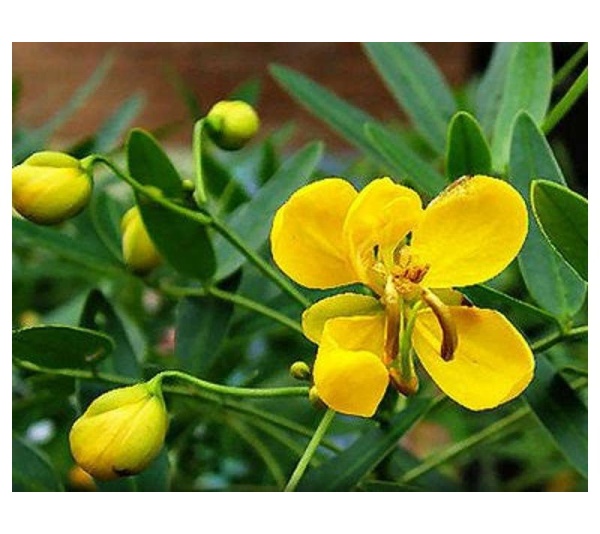 Shake Your Groove Thing - Bowel & Parasite Detox & Cleanse* - DOG/ 250 caps / 500 mg