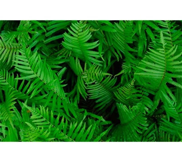 Skin Samurai Max - Master Blend Skin, Coat & Infection Defense For Dogs & Cats* - Dog - 90 caps / 500 mg