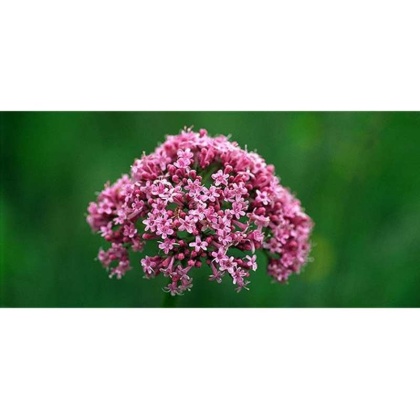 Soothed & Serene - All Systems Anxiety, Calming & Stress Support* Dogs & Catss & Cats* - DOG/ 250 caps / 500 mg /Size 1