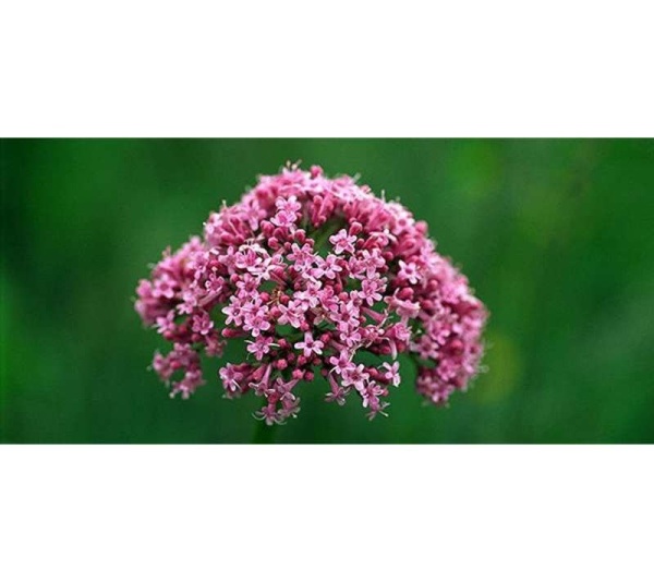 Soothed & Serene - All Systems Anxiety, Calming & Stress Support* Dogs & Catss & Cats* - DOG/ 250 caps / 500 mg /Size 1