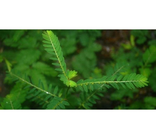 Stix And Stones Capsules* Kidney, Urinary Tract Infection & Stone Support* - DOG/ 250 caps / 500 mg / Size 1 Cap