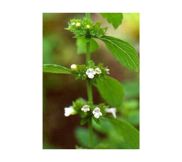 Travel Well - Stress, Relaxation & Calming Stress Support* For Dogs And Cats On The Go* - Dog / 90 caps / 500 mg/Size 1